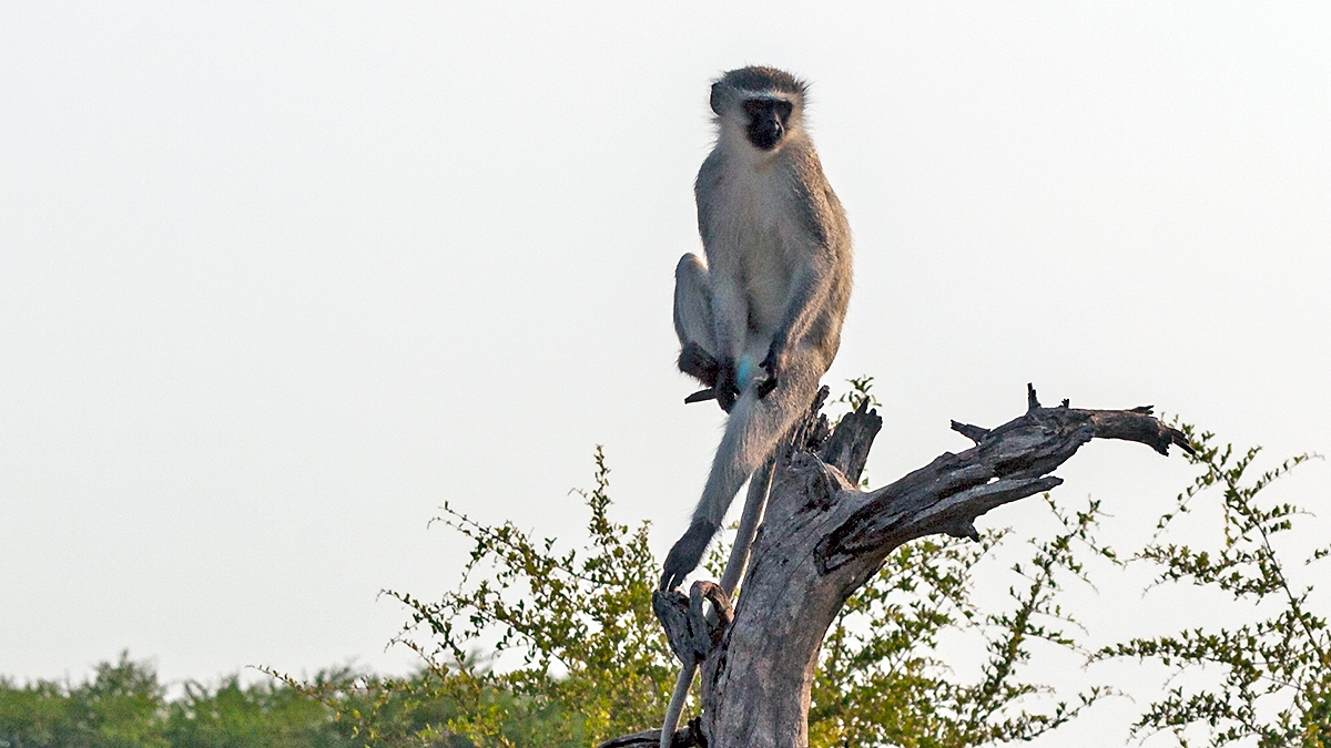 Vervet Monkey [Chlorocebus pygerythrus pygerythus]