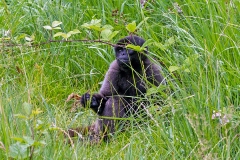 Common Woolly Monkey [Lagothrix lagotricha cana]