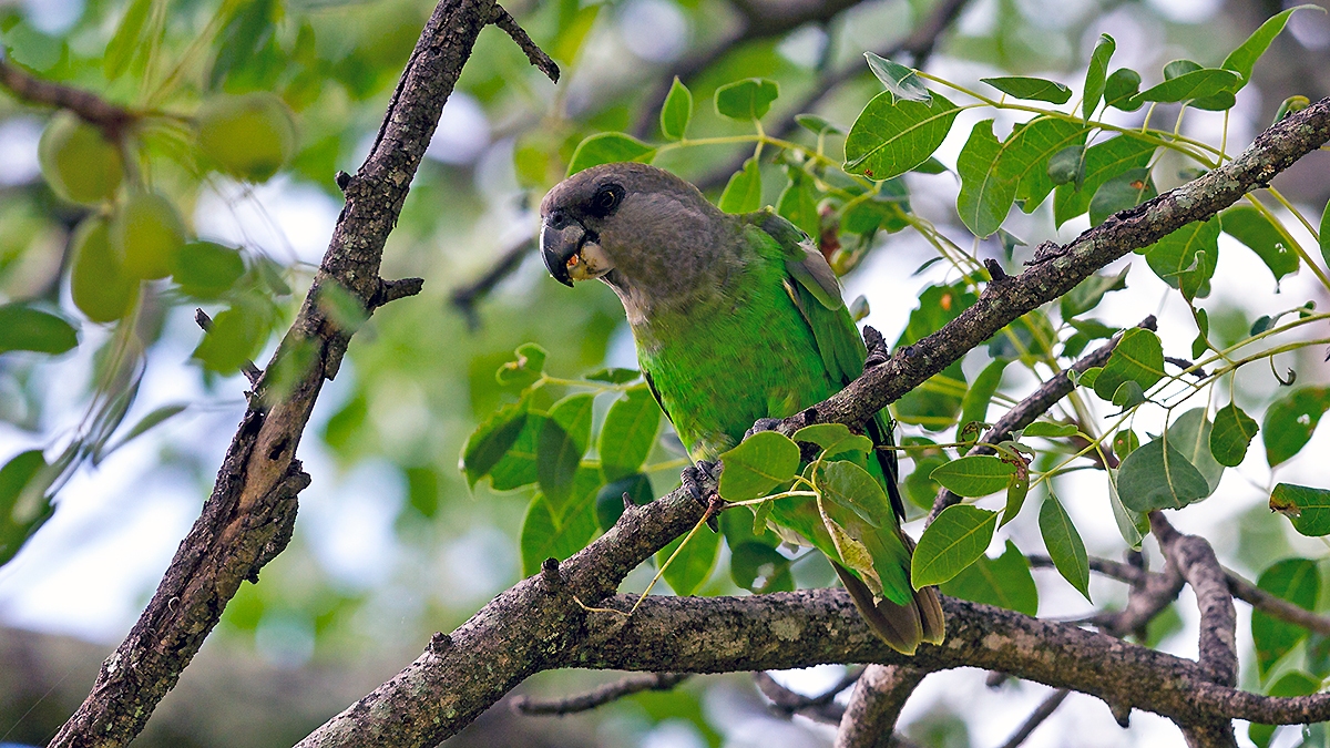 Brown-headed Parrot [Poicephalus cryptoxanthus cryptoxanthus]