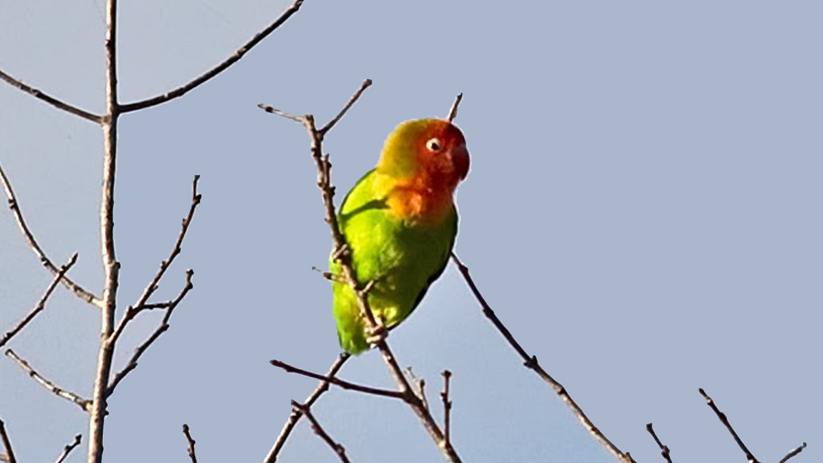 Lilian's Lovebird [Agapornis lilianae]