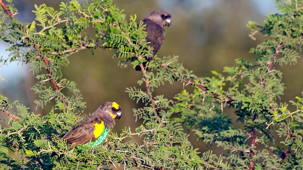 Meyer's Parrot [Poicephalus meyeri damarensis]