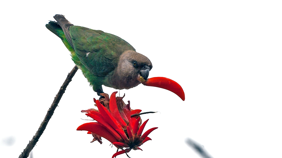 Brown-headed Parrot [Poicephalus cryptoxanthus cryptoxanthus]