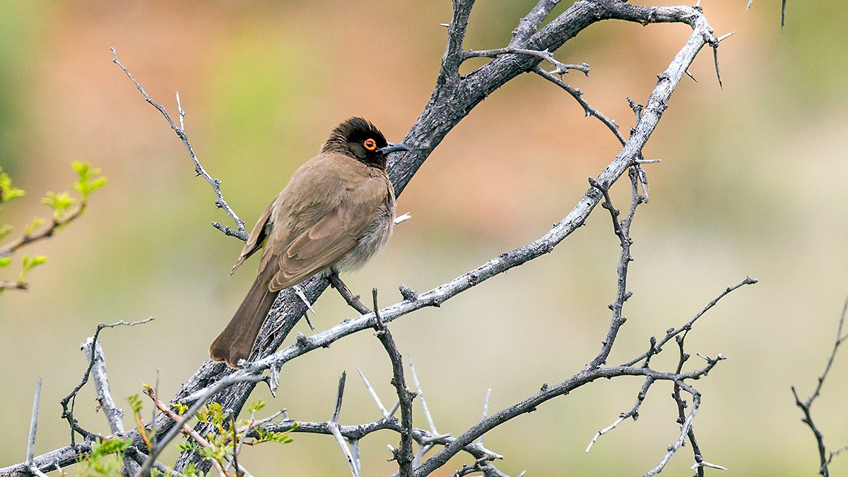 African Red-eyed Bulbul [Pycnonotus nigricans nigricans]