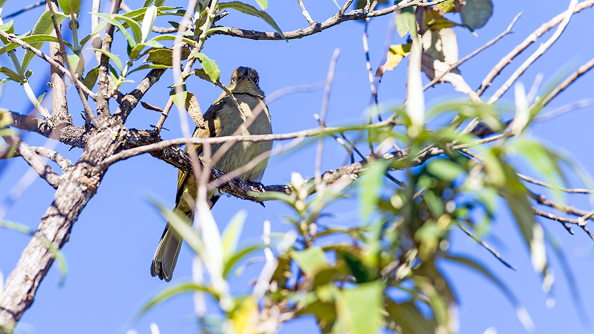 Sombre Greenbul [Andropadus importunus importunus]