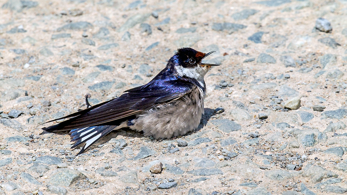 White-throated Swallow [Hirundo albigularis]