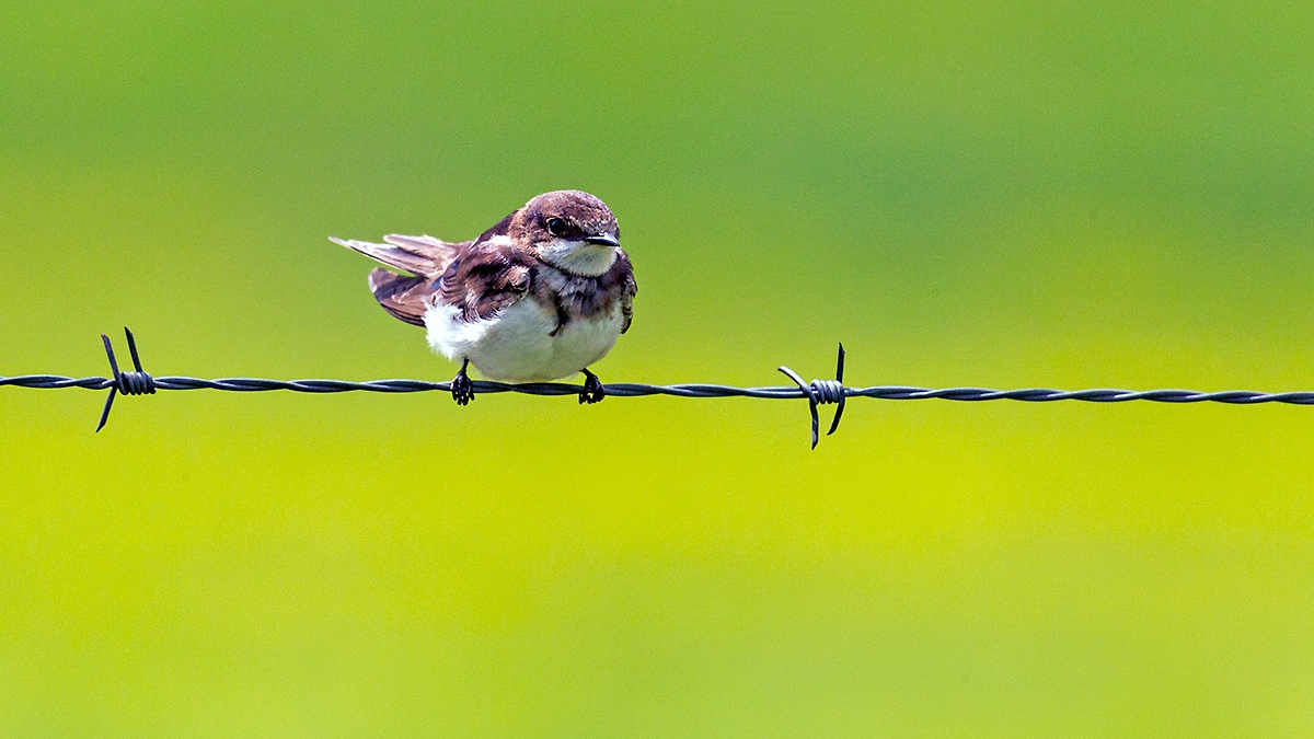 Banded Martin [Neophedina cincta cincta]