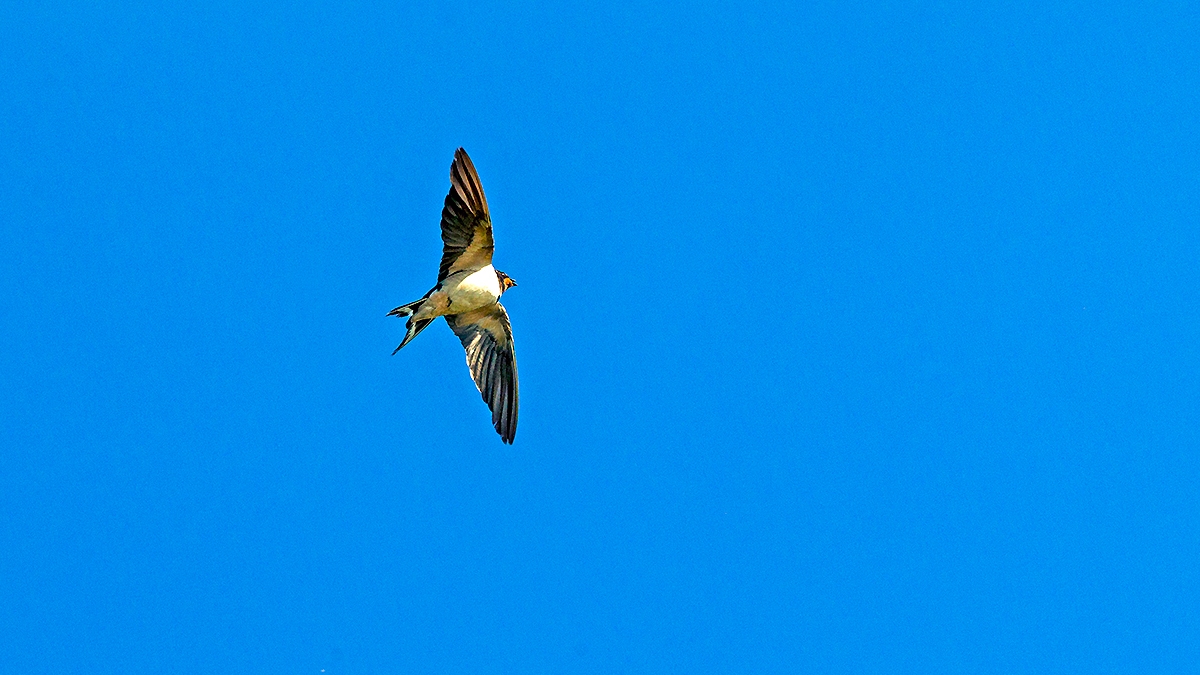 Barn Swallow [Hirundo rustica rustica]