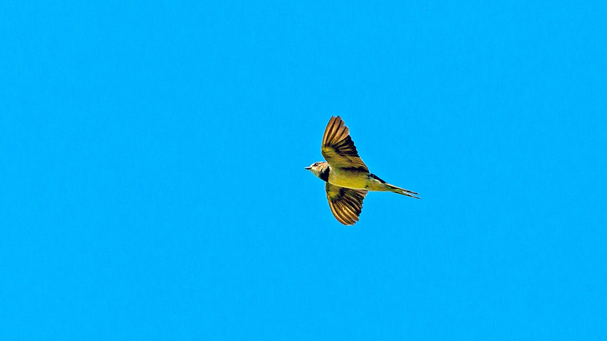 Barn Swallow [Hirundo rustica rustica]