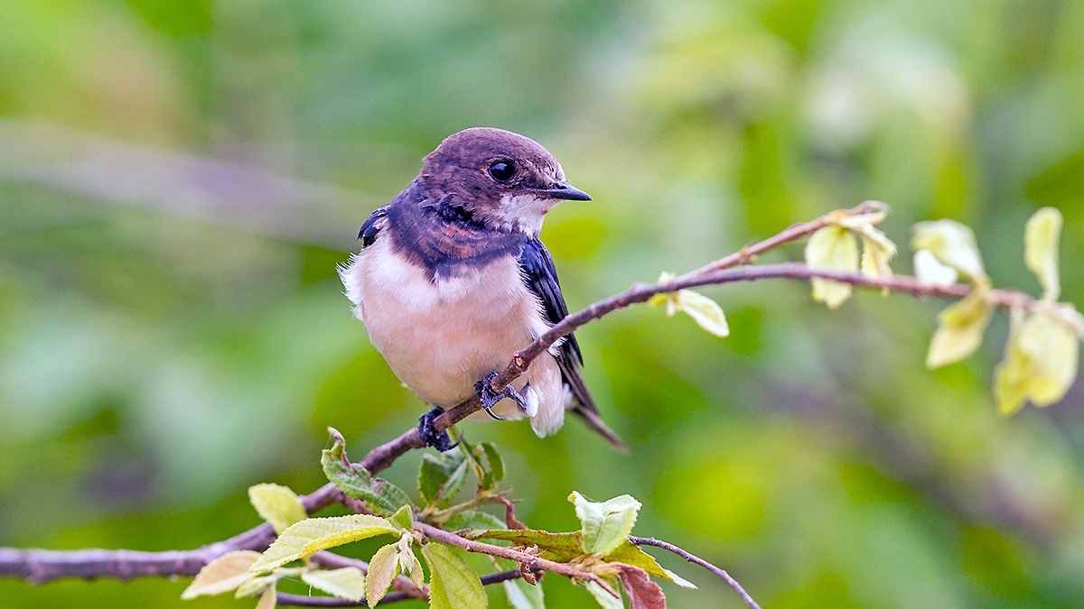 White-throated Swallow [Hirundo albigularis]