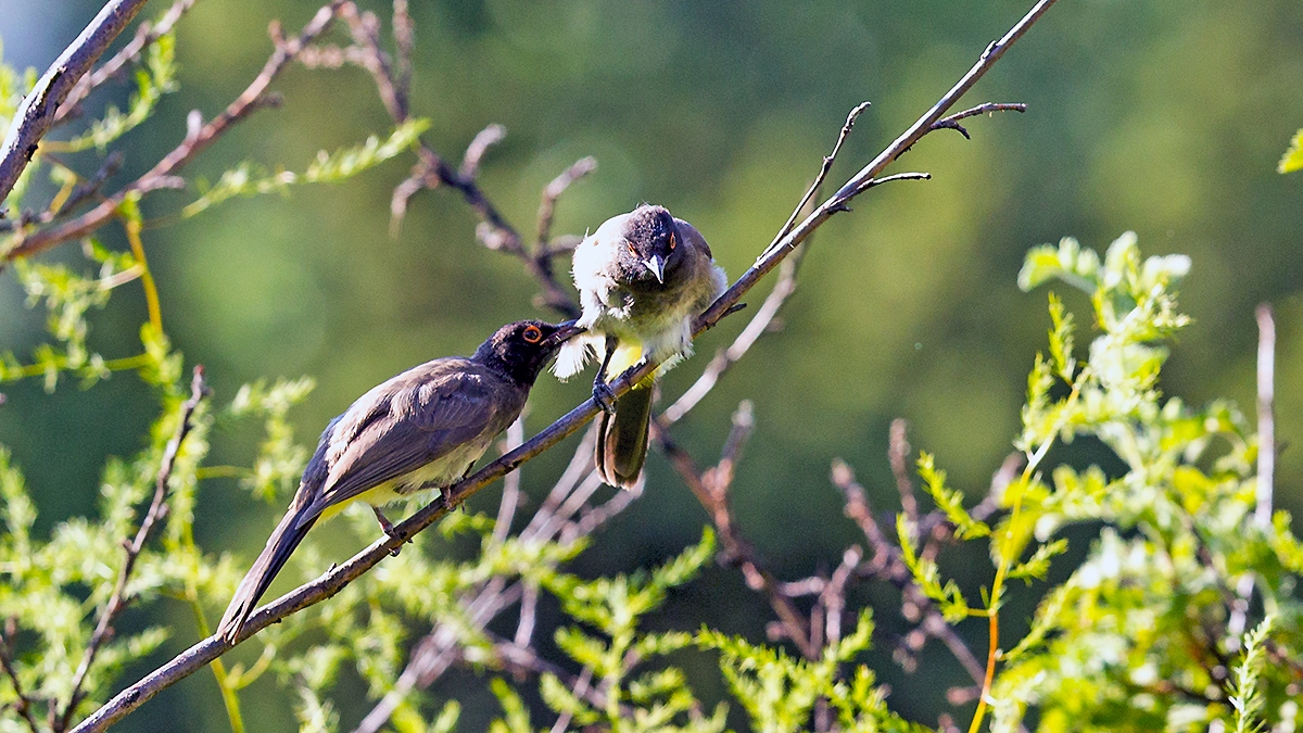 African Red-eyed Bulbul [Pycnonotus nigricans superior]
