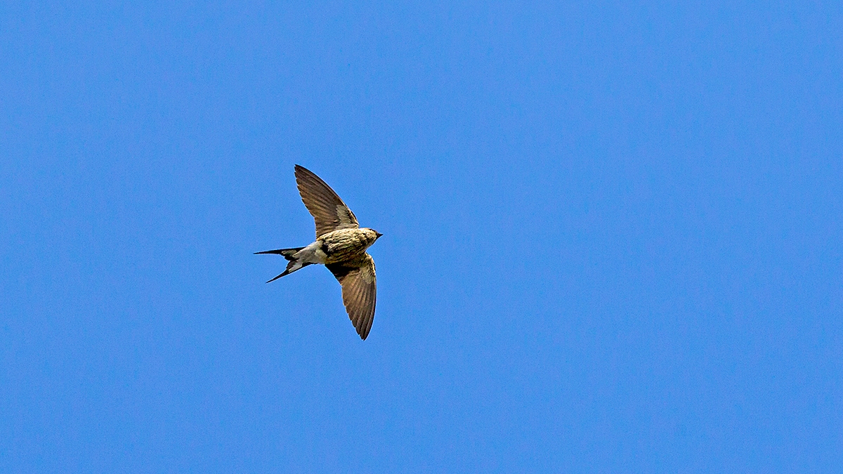 Greater Striped Swallow [Cecropis cucullata]