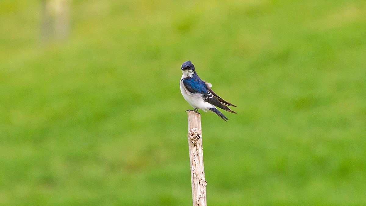 Chilean Swallow [Tachycineta leucopyga]