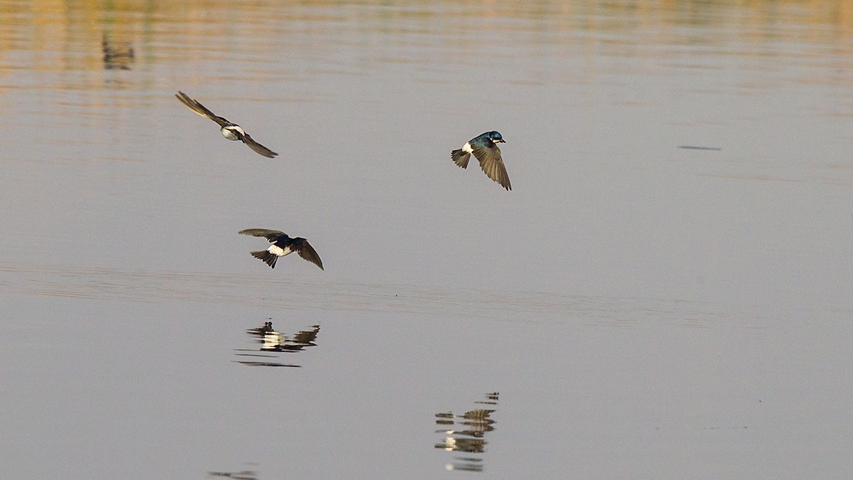 Chilean Swallow [Tachycineta leucopyga]
