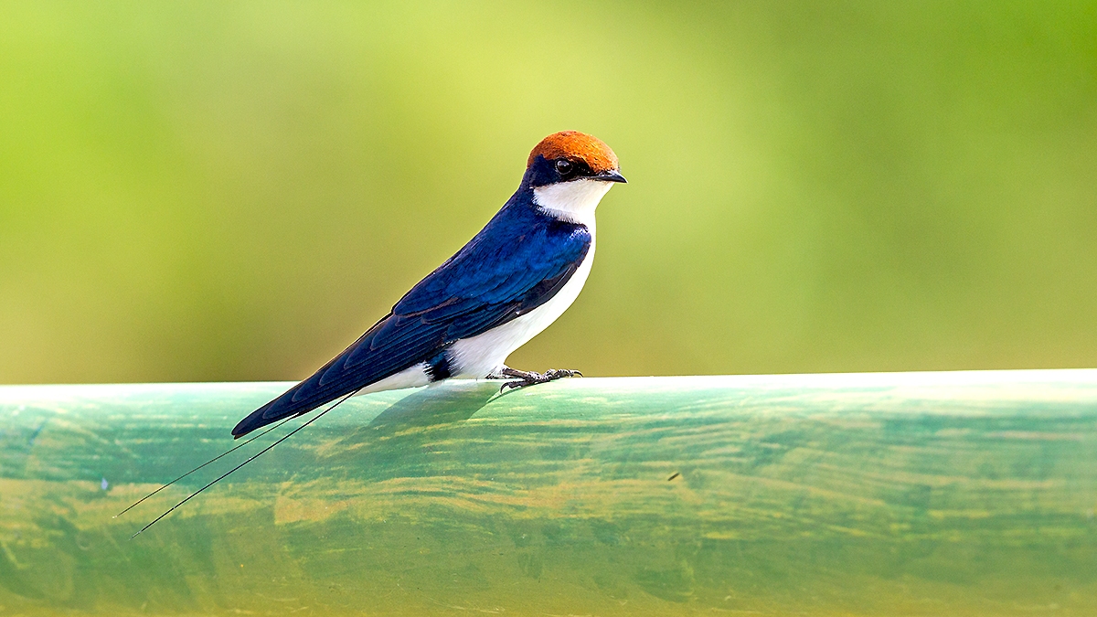 Wire-tailed Swallow [Hirundo smithii smithii]
