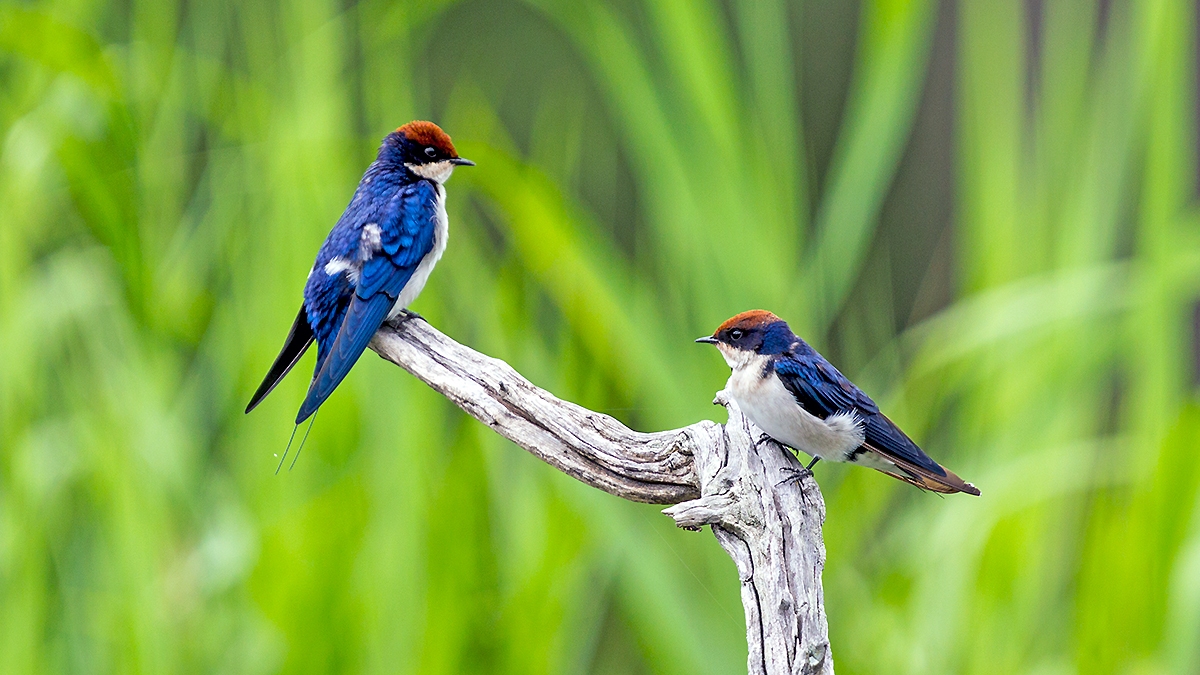 Wire-tailed Swallow [Hirundo smithii smithii]