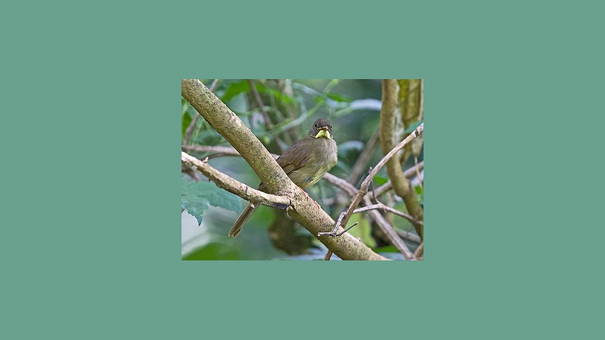 Yellow-whiskered Greenbul [Eurillas latirostris latirostris]