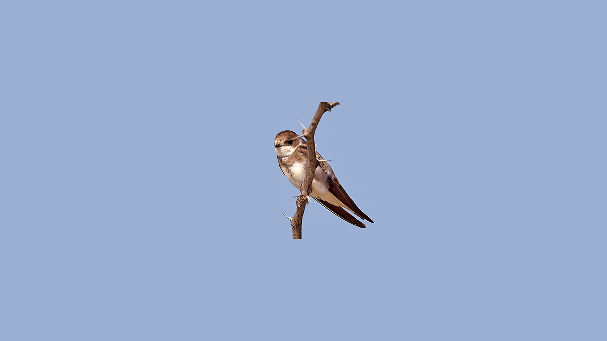 Banded Martin [Neophedina cincta suahelica]