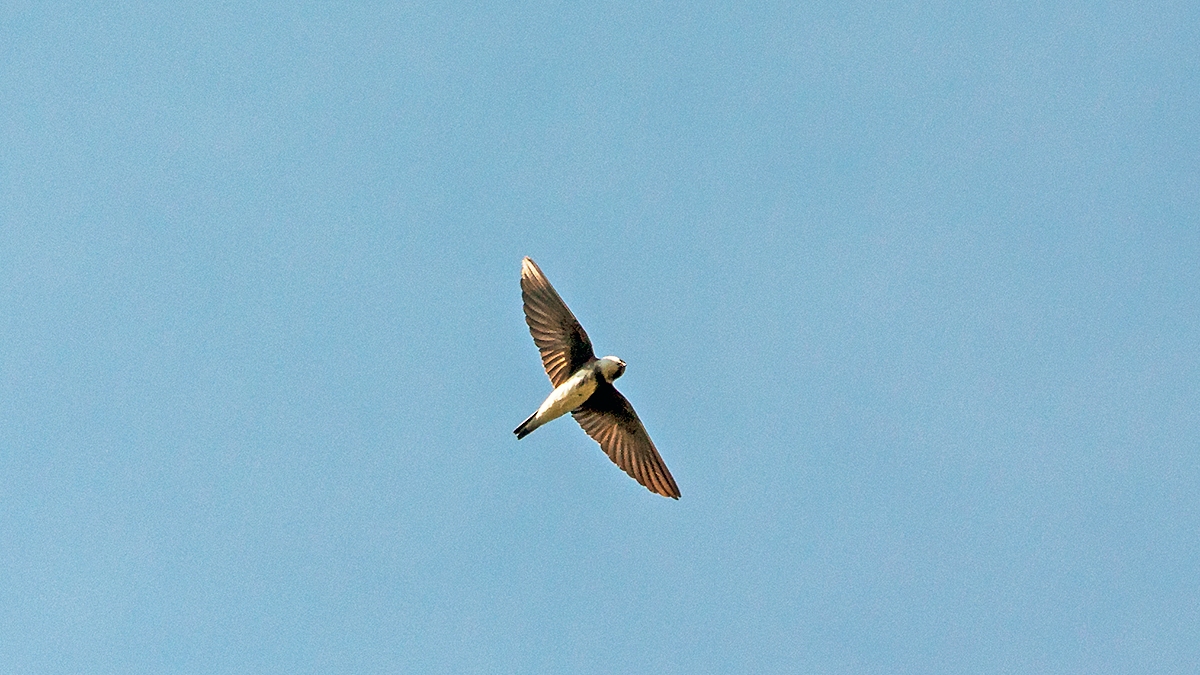 Sand Martin [Riparia riparia riparia]