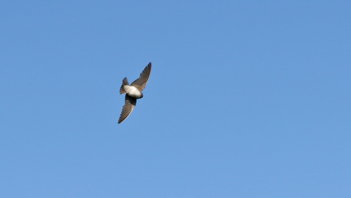 Brown-throated Martin [Riparia paludicola paludicola]