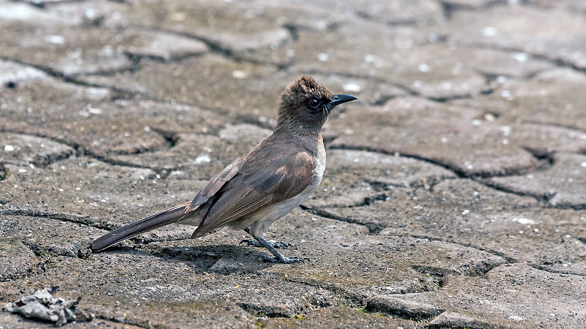 Common Bulbul [Pycnonotus barbatus inornatus]