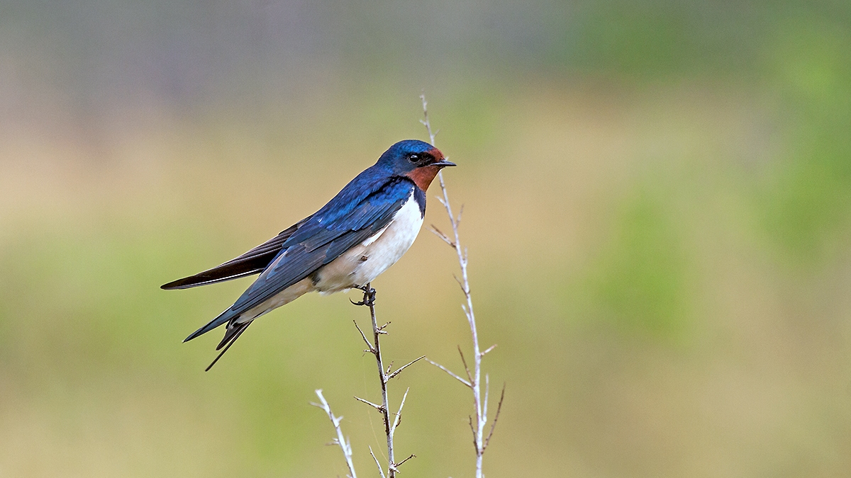 Barn Swallow [Hirundo rustica rustica]