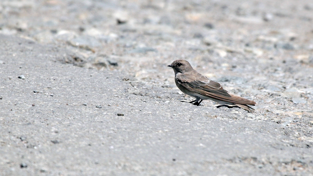 Brown-throated Martin [Riparia paludicola paludicola]