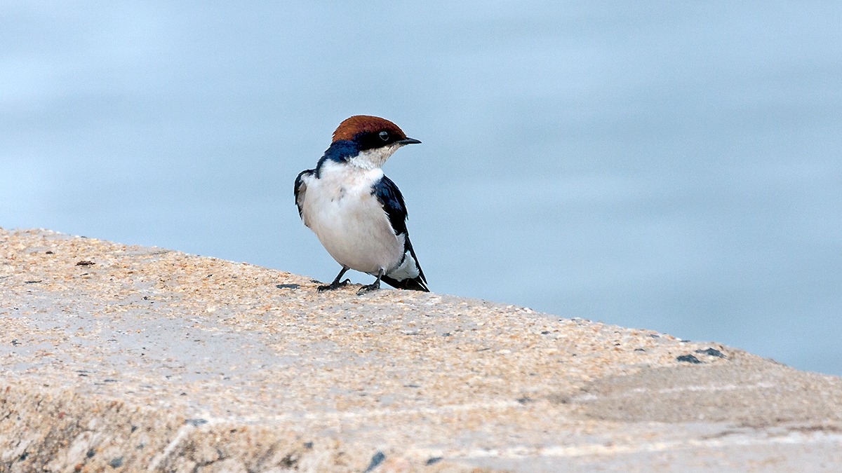 Wire-tailed Swallow [Hirundo smithii smithii]
