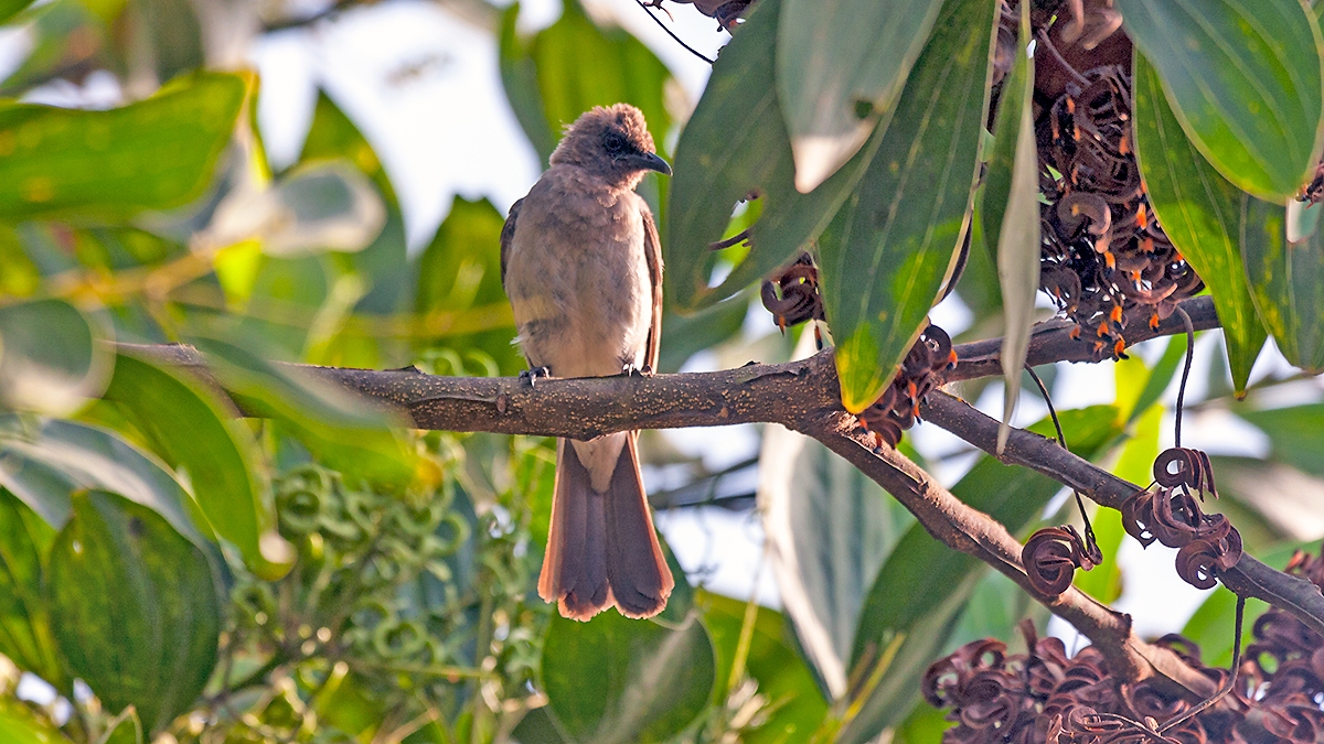 Common Bulbul [Pycnonotus barbatus inornatus]