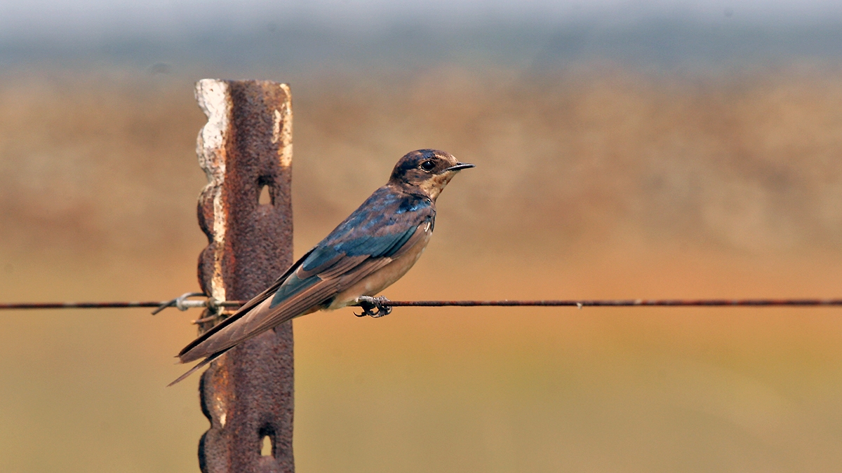 Barn Swallow [Hirundo rustica rustica]
