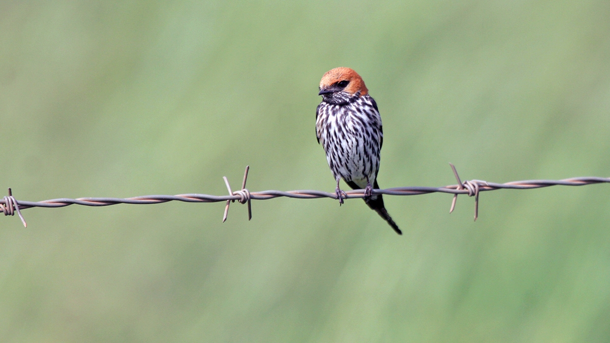 Lesser Striped Swallow [Cecropis abyssinica unitatis]