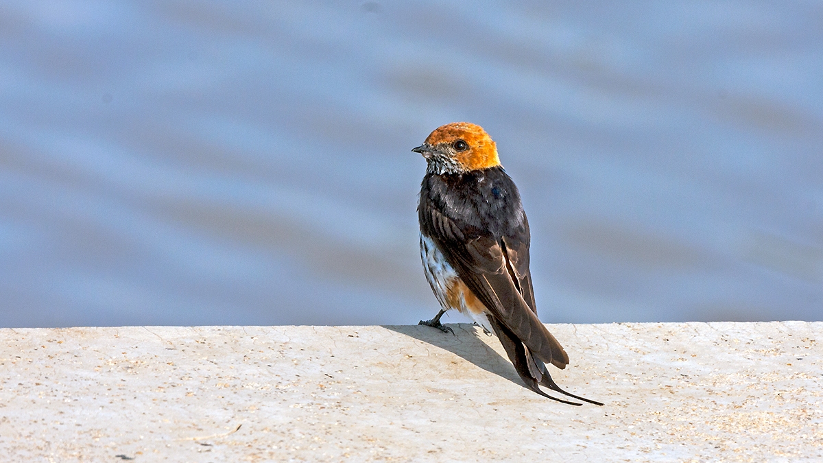 Lesser Striped Swallow [Cecropis abyssinica unitatis]