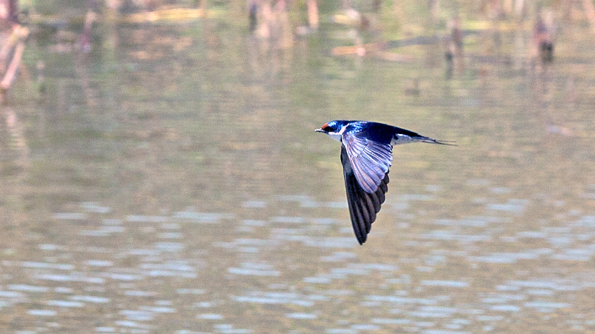 White-throated Swallow [Hirundo albigularis]