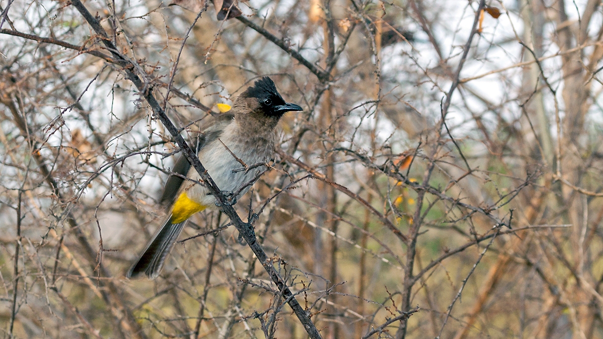 Common Bulbul [Pycnonotus barbatus layardi]