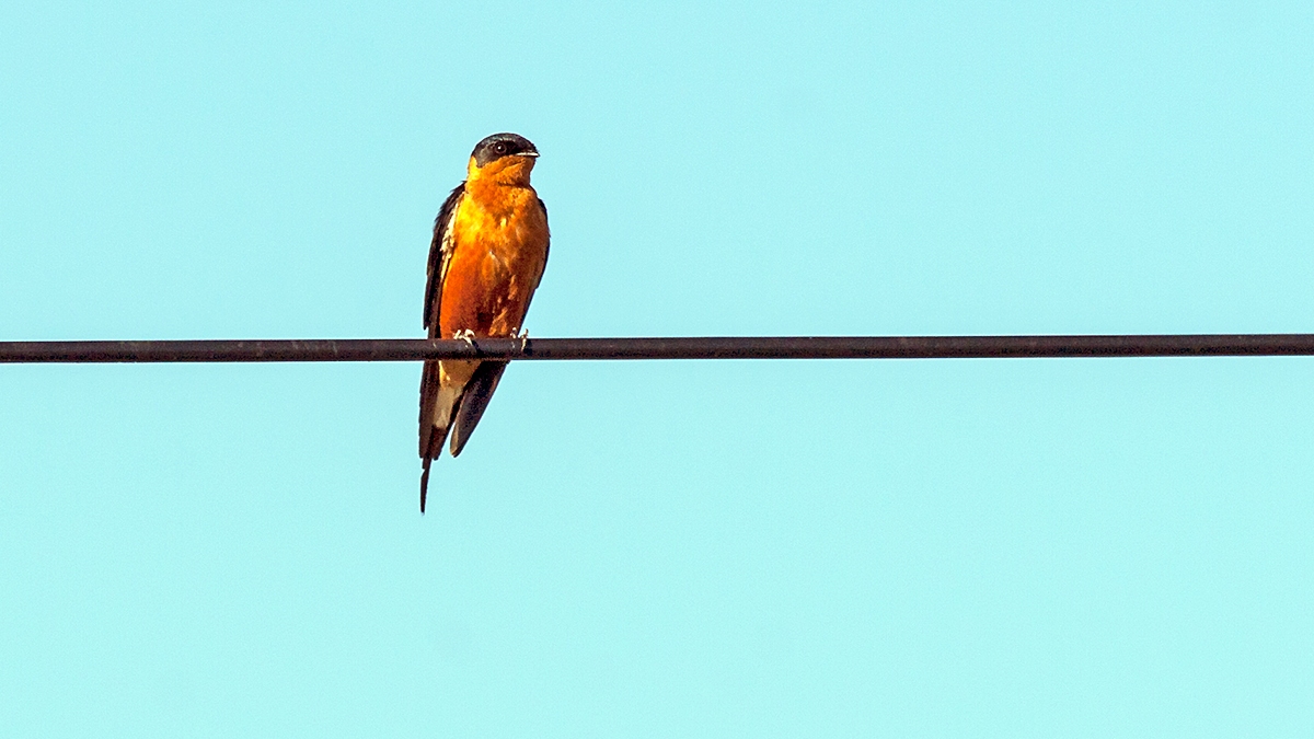 Red-breasted Swallow [Cecropis semirufa semirufa]