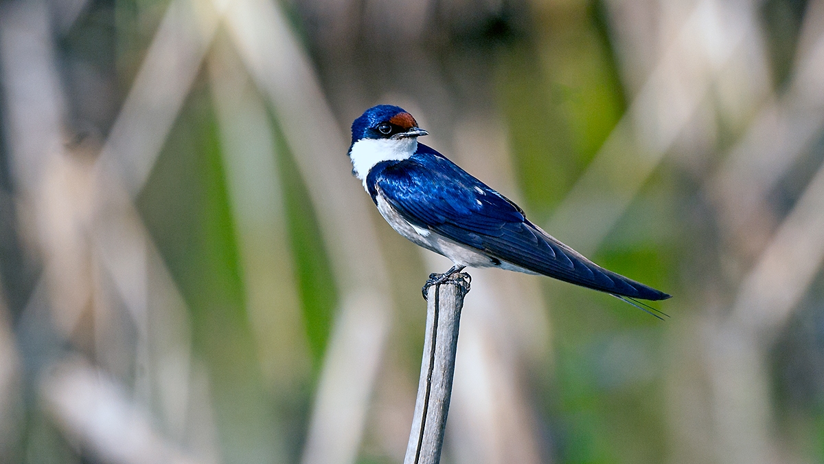 White-throated Swallow [Hirundo albigularis]
