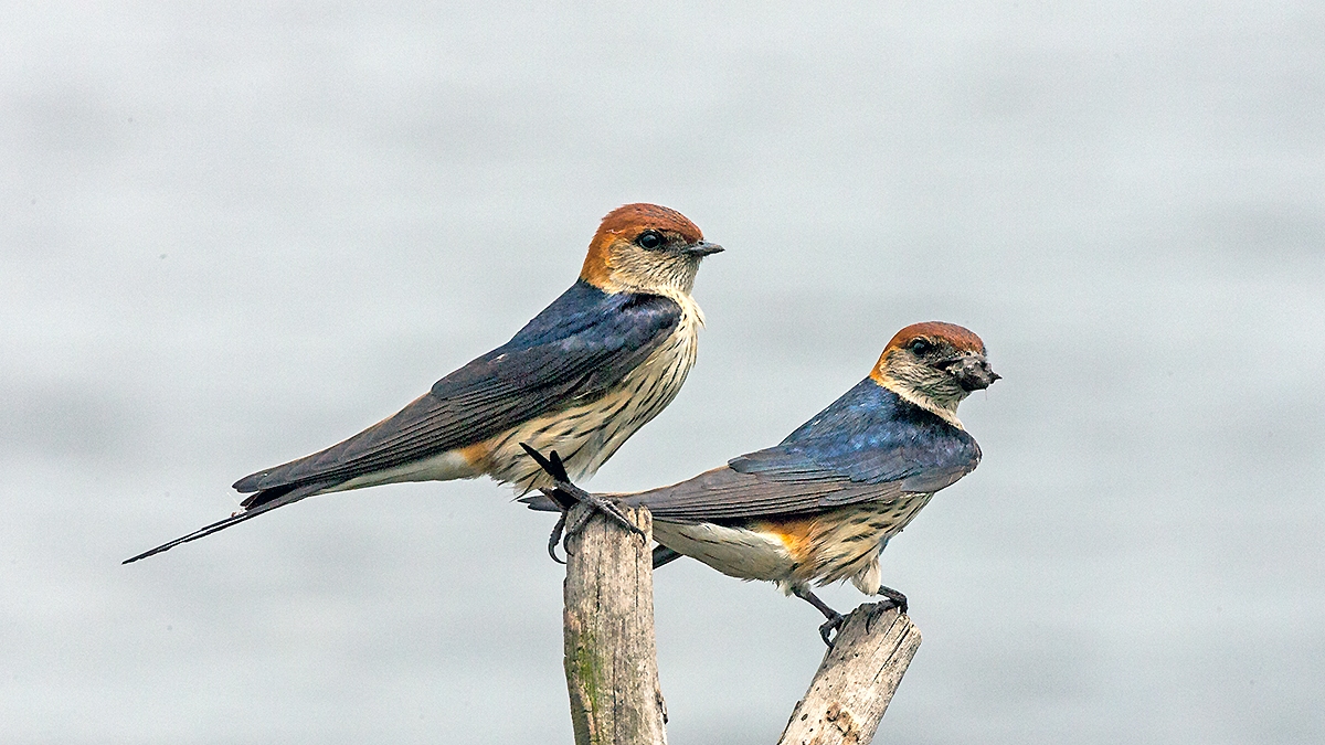 Greater Striped Swallow [Cecropis cucullata]