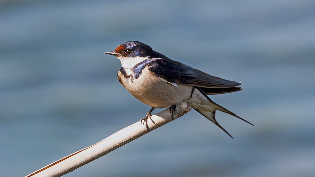 White-throated Swallow [Hirundo albigularis]