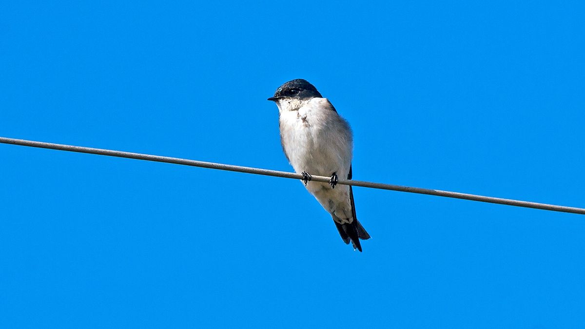 Pearl-breasted Swallow [Hirundo dimidiata dimidiata]