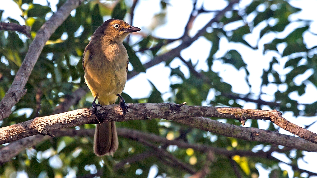 Sombre Greenbul [Andropadus importunus oleaginus]