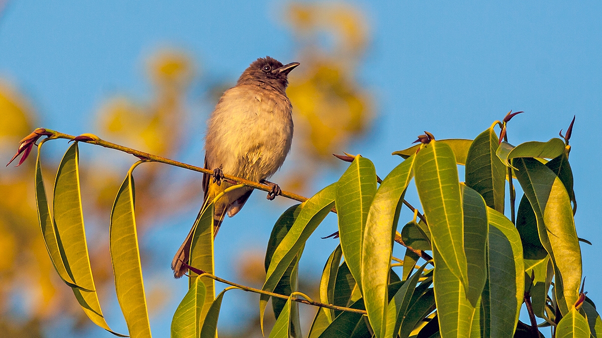 Common Bulbul [Pycnonotus barbatus tricolor]