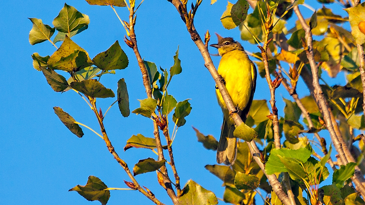 Yellow-bellied Greenbul [Chlorocichla flaviventris occidentalis]