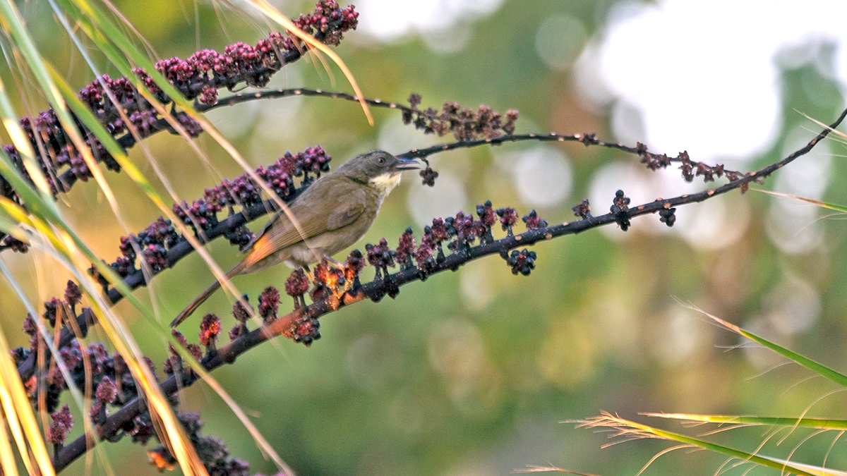 Pale-throated Greenbul [Atimastillas flavigula]