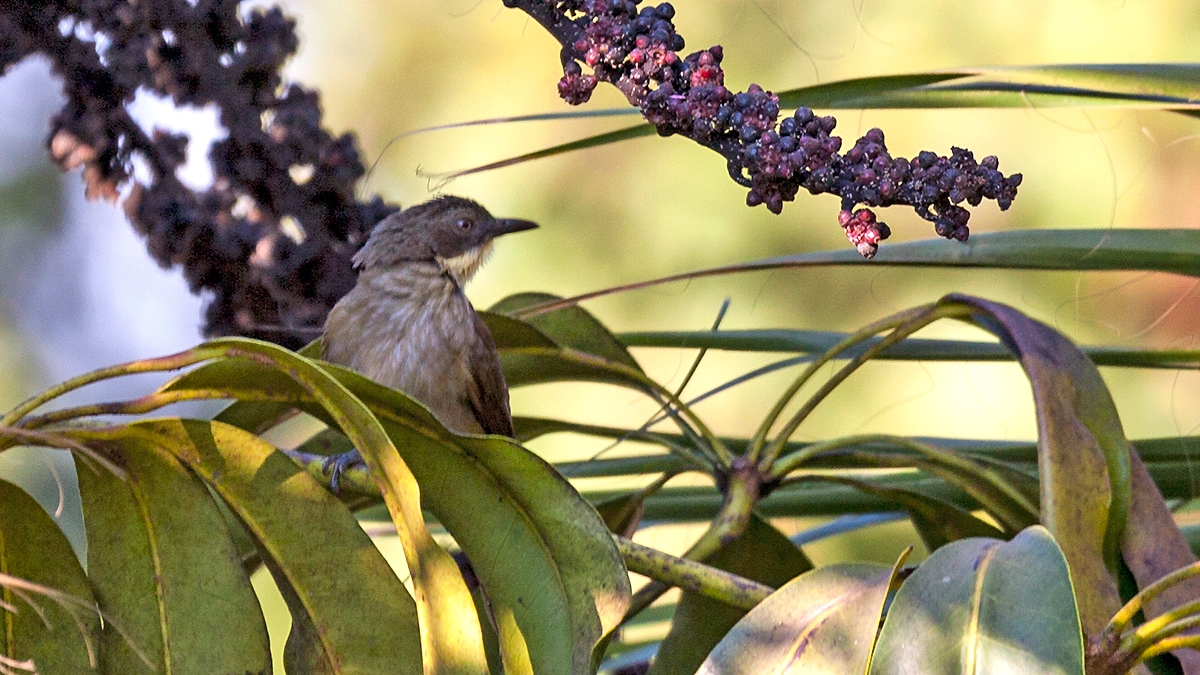 Pale-throated Greenbul [Atimastillas flavigula]