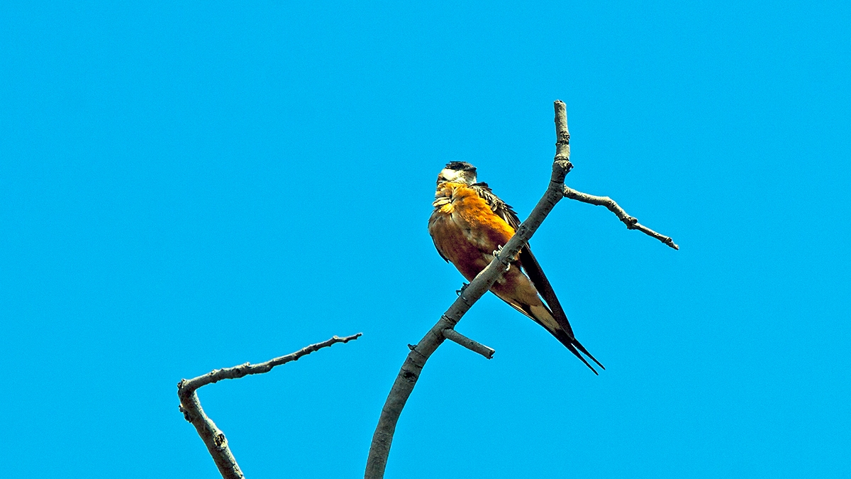 Mosque Swallow [Cecropis senegalensis monteiri]