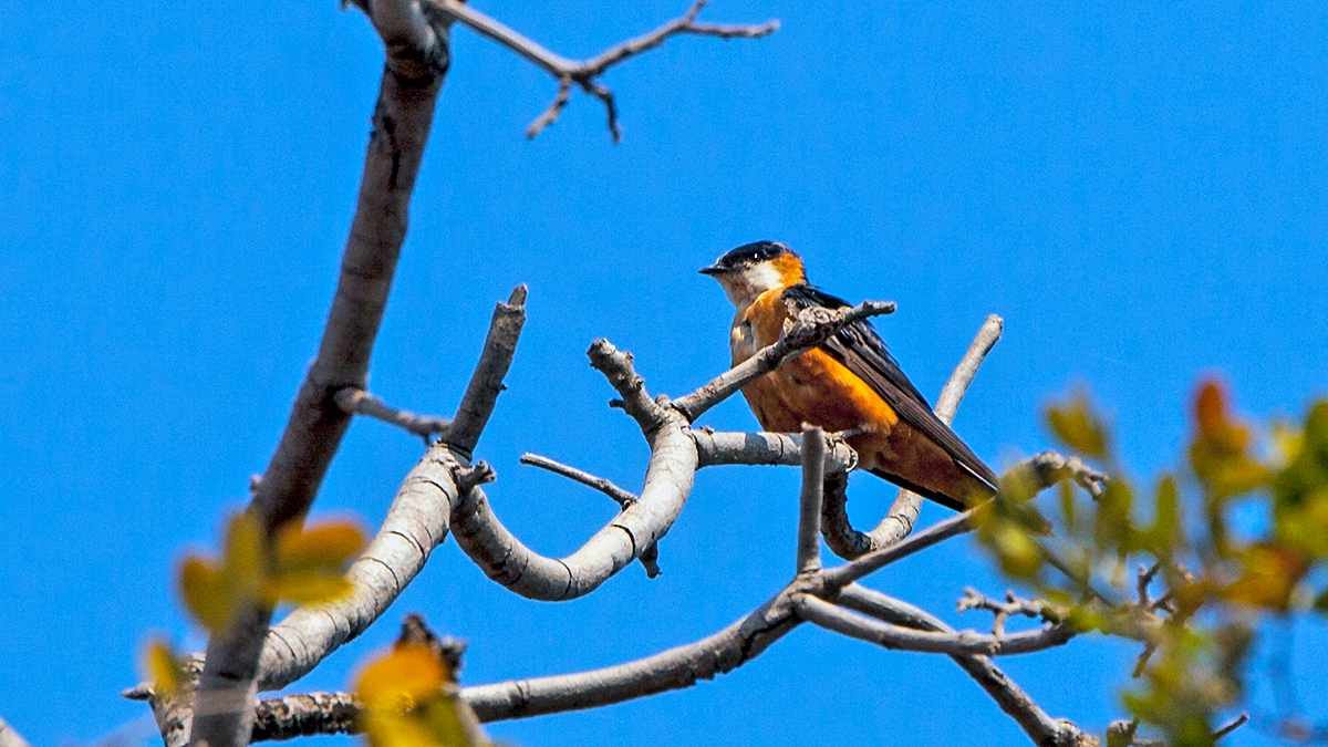 Mosque Swallow [Cecropis senegalensis monteiri]
