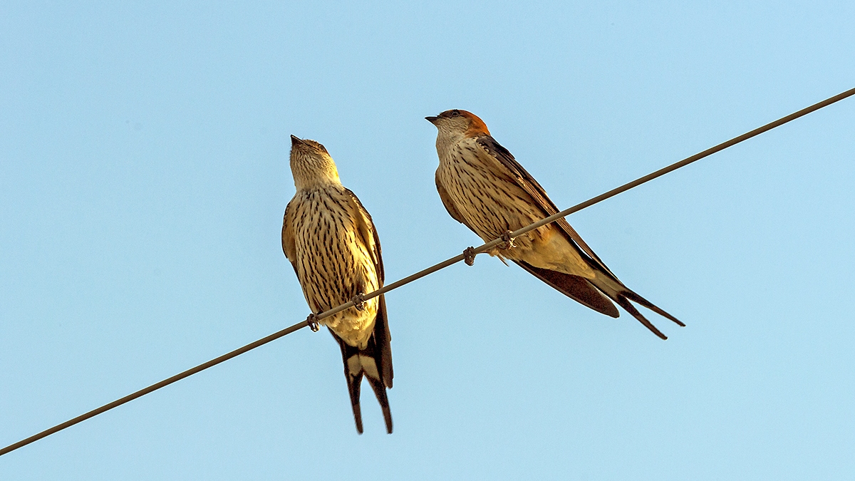 Greater Striped Swallow [Cecropis cucullata]