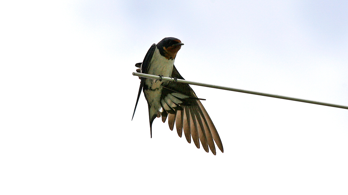Red-chested Swallow [Hirundo lucida lucida]