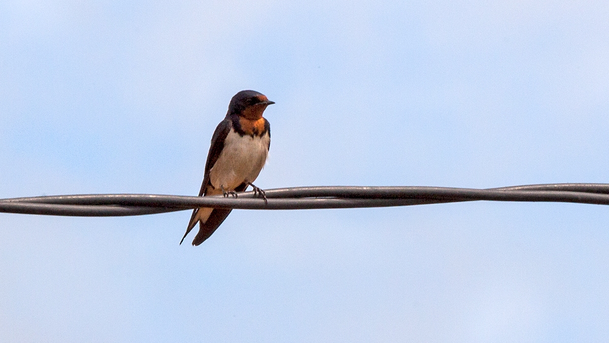 Red-chested Swallow [Hirundo lucida lucida]