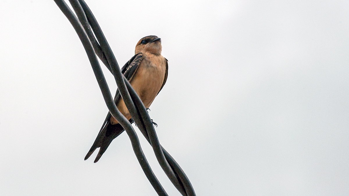 African Red-rumped Swallow [Cecropis melanocrissus domicella]
