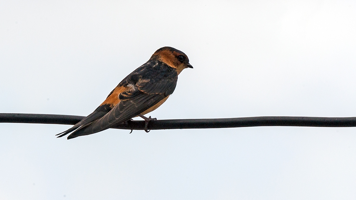 African Red-rumped Swallow [Cecropis melanocrissus domicella]